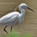 Цапля белая малая