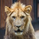 Лев африканский