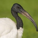 Ибис священный