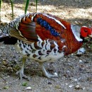 Фазан Эллиота