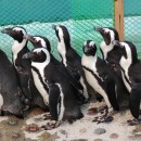 Очковый пингвин