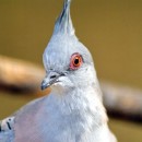 Хохлатый голубь