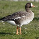Белолобый гусь