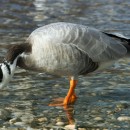 Горный гусь