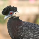 Чубатая цесарка