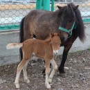 Пони шетлендский