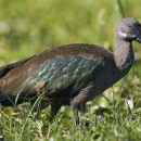 Ибис великолепный или хагедаш