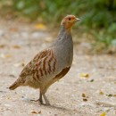 Серая куропатка