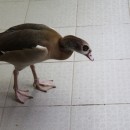 Египетский гусь