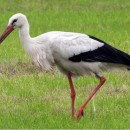 Аист Белый