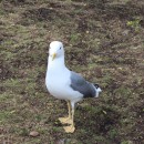 Сизая чайка