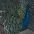 Павлин обыкновенный