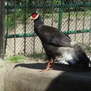 Синий ушастый фазан