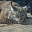 Рысь обыкновенная