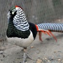 Алмазный фазан