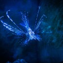 Крылатка - зебра