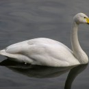 Лебедь кликун