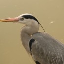 Серая цапля