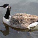 Канадская казарка