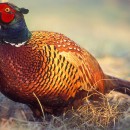 Фазан охотничий
