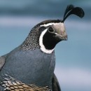 Калифорнийский хохлатый перепел