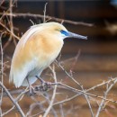 Цапля желтая