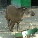 Бразильский или равнинный тапир