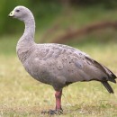 Гусь куриный