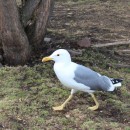 Серебристая чайка