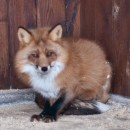 Лисица обыкновенная