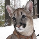 Пума канадская