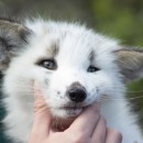 Лисица грузинская снежная