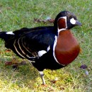 Краснозобая казарка