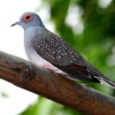 Горлица бриллиантовая