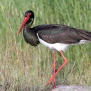 Аист чёрный