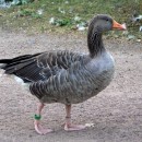 Серый гусь