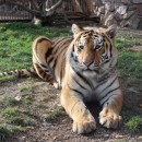 Тигр амурский