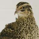 Японский перепел