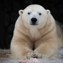 Медведь белый