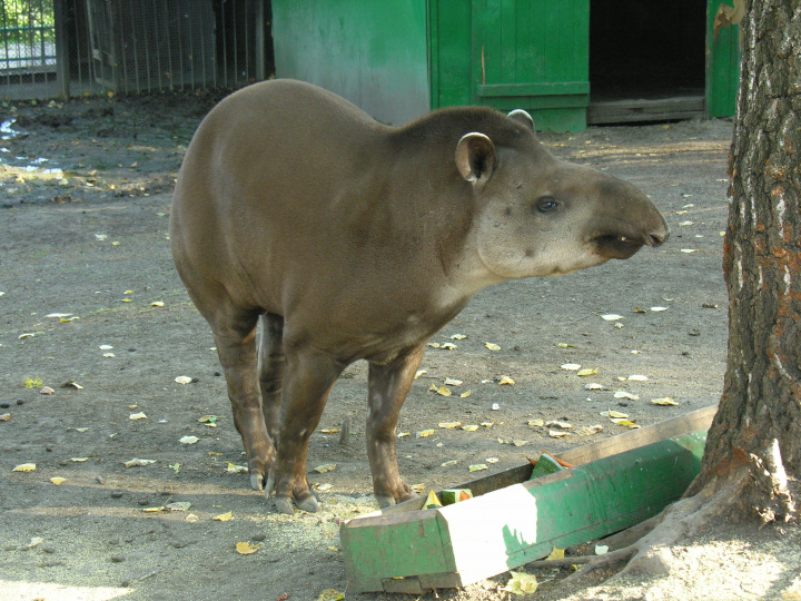 Бразильский или равнинный тапир